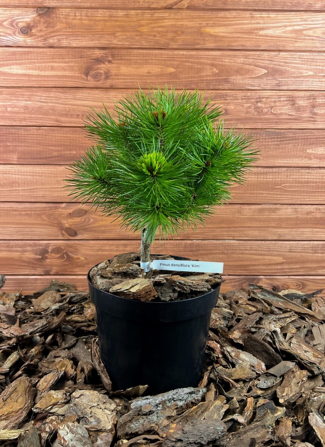 Pinus densiflora ’Kim’