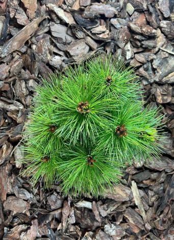 Pinus densiflora ’Kim’