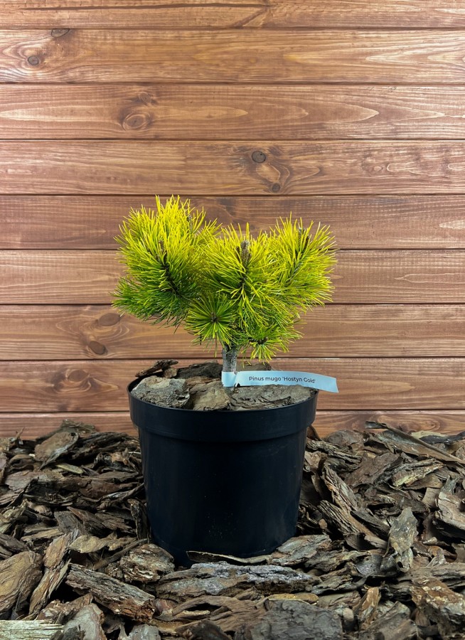 Pinus mugo ’Hostyn Gold’