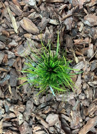 Pinus leucodermis ‘Atze Saule’