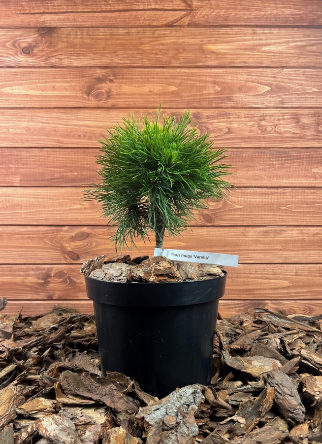 Pinus mugo ‘Varella’