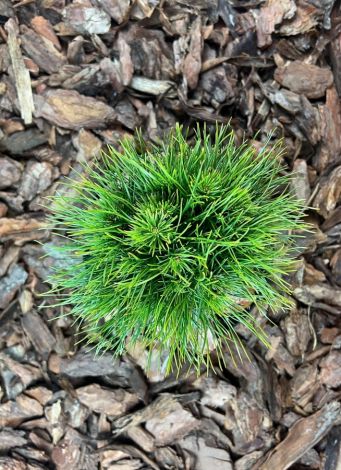 Pinus mugo ‘Varella’