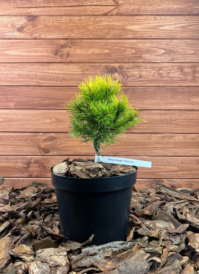 Pinus mugo ’Thomas’