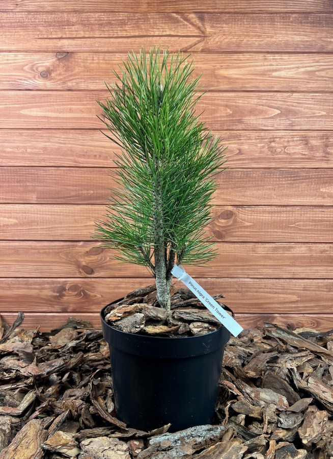 Pinus nigra ’Green Tower’