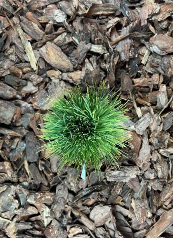Pinus resinosa ’State Trooper’