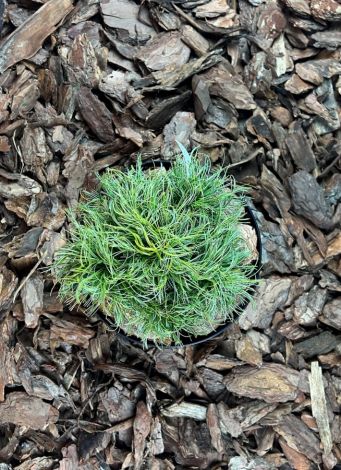 Pinus strobus ’Green Twist’