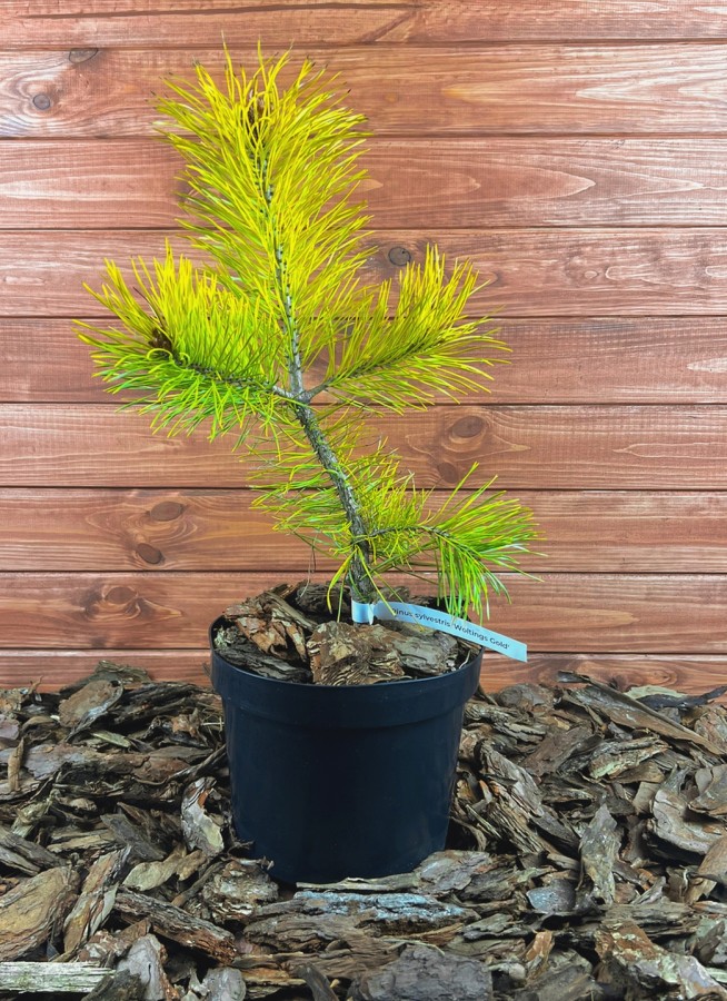 Pinus sylvestris ’Wolting’s Gold’