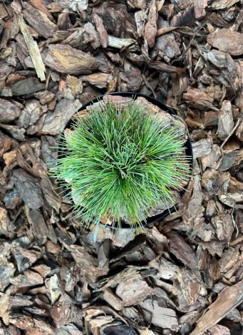 Pinus koraiensis ’Blue Ball’