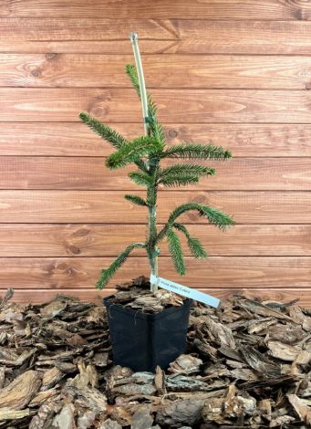 Picea abies ’Cobra’ Szkółka krzewów ozdobnych