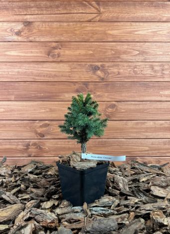 Picea abies ’Cinovec’ Szkółka krzewów ozdobnych