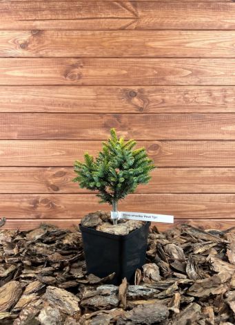 Picea omorika ’Pevé Tijn’ Szkółka krzewów ozdobnych