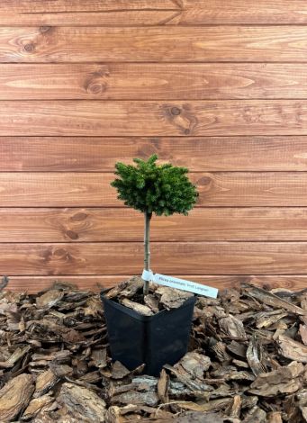 Picea orientalis ’Profesor Langner’ Szkółka krzewów ozdobnych