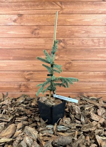 Picea pungens ’The Blues’ Szkółka krzewów ozdobnych