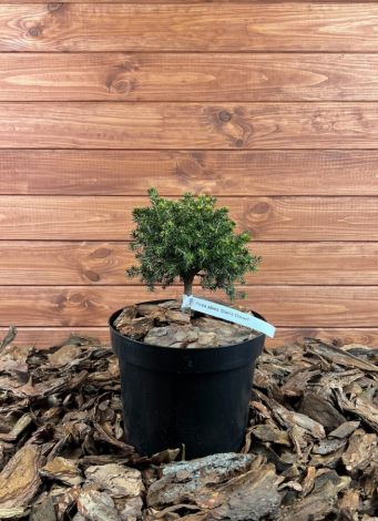 Picea abies ’Dan’s Dwarf’ Szkółka krzewów ozdobnych