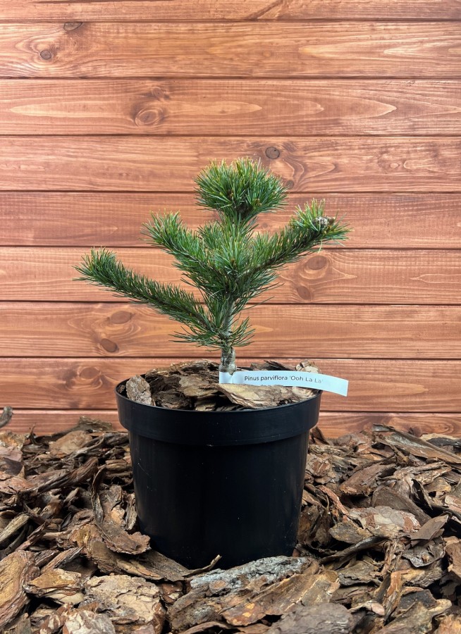 Pinus parviflora ’Ooh La La!’