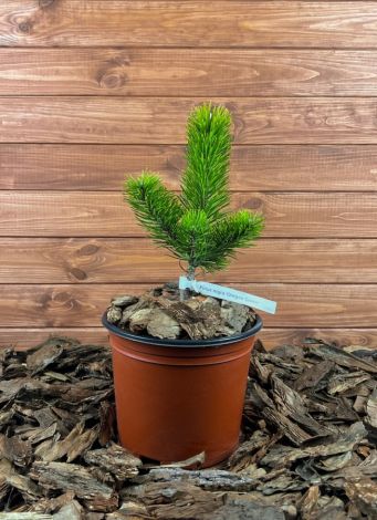 Pinus nigra ’Oregon Green’ Szkółka krzewów ozdobnych