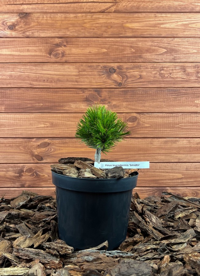 Pinus leucodermis ’Smidtii’