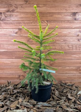 Picea omorika ’Golden Rain’ Szkółka krzewów ozdobnych