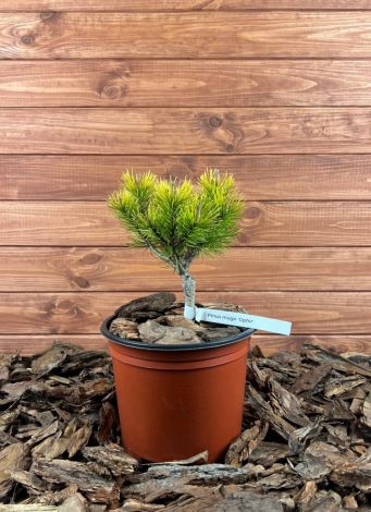 Pinus mugo ’Ophir’ Szkółka krzewów ozdobnych