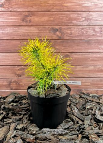 Pinus contorta ’Chief Joseph’ Szkółka krzewów ozdobnych